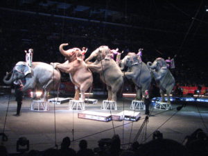 elefantes-ringling